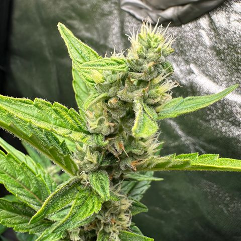 Sticky Orange (Hector & Rüdiger) growlog timeline photo