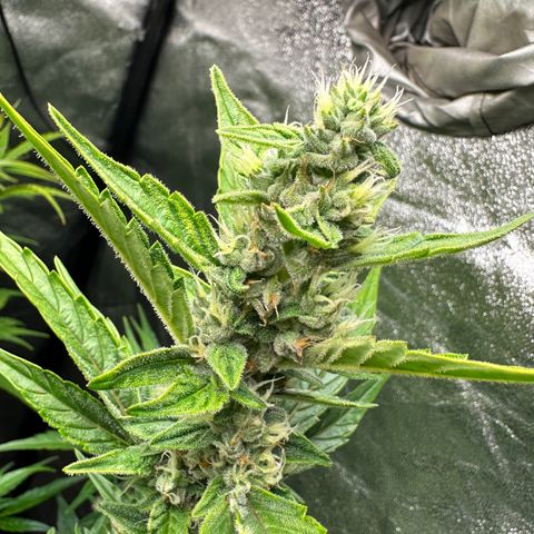 Sticky Orange (Hector & Rüdiger) growlog timeline photo