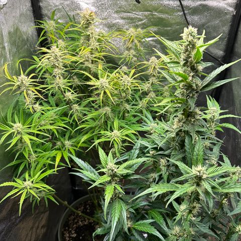 Sticky Orange (Hector & Rüdiger) growlog timeline photo