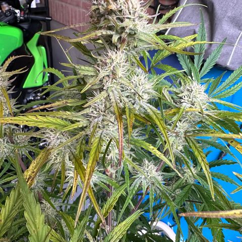 Sticky Orange (Hector & Rüdiger) growlog timeline photo