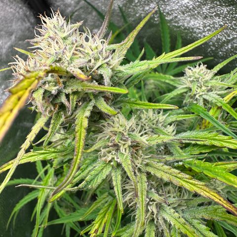 Sticky Orange (Hector & Rüdiger) growlog timeline photo