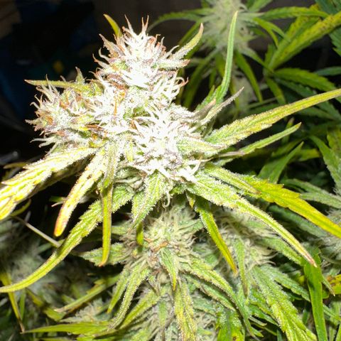 Sticky Orange (Hector & Rüdiger) growlog timeline photo