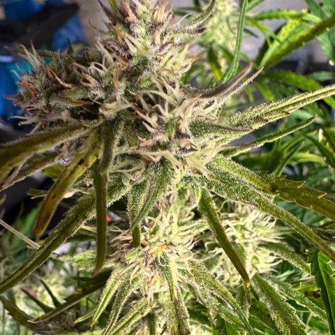 Sticky Orange (Hector & Rüdiger) growlog timeline photo