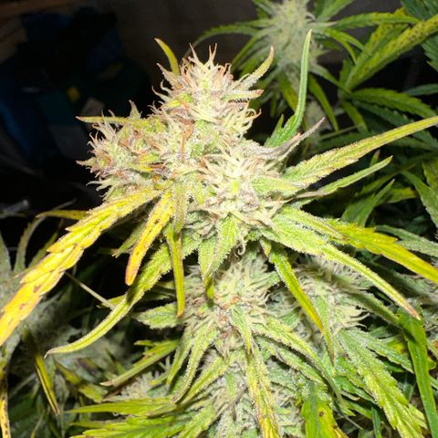 Sticky Orange (Hector & Rüdiger) growlog timeline photo