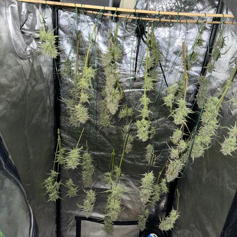Sticky Orange (Hector & Rüdiger) growlog photo: Plant 1 out of 2