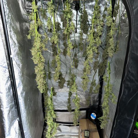 Sticky Orange (Hector & Rüdiger) growlog timeline photo