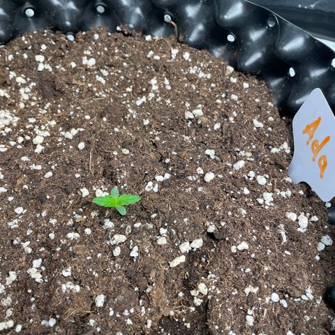 Ada growlog timeline photo