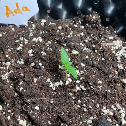 Ada growlog timeline photo