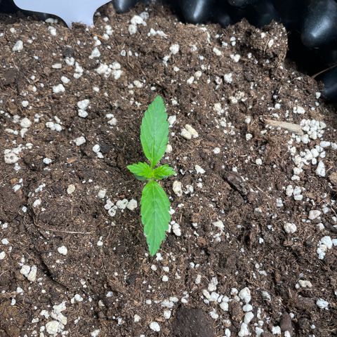 Ada growlog timeline photo