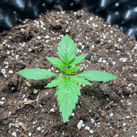 Ada growlog timeline photo
