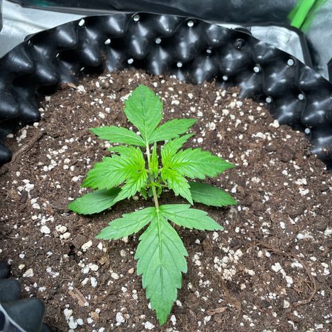 Ada growlog timeline photo