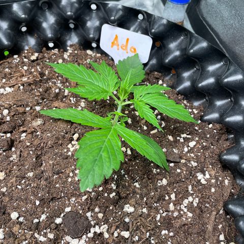 Ada growlog timeline photo