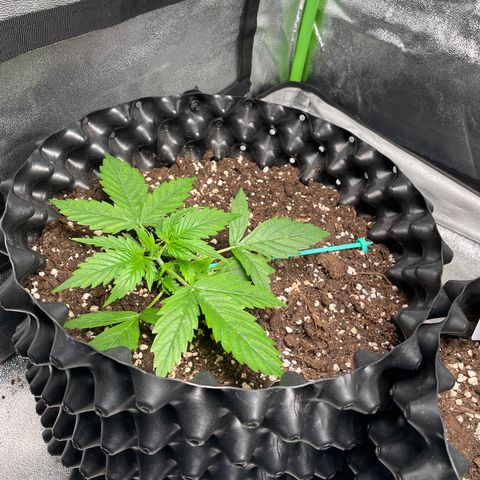 Ada growlog timeline photo