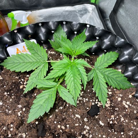 Ada growlog timeline photo
