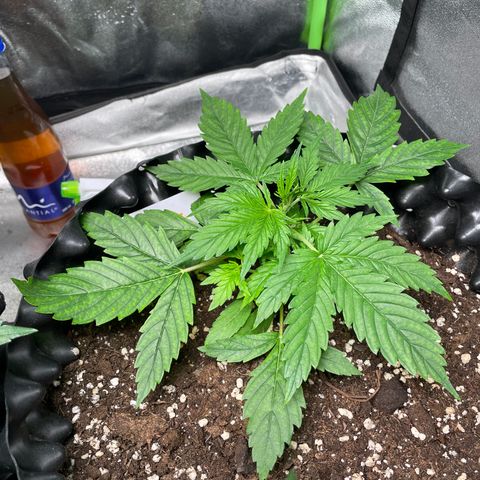 Ada growlog timeline photo