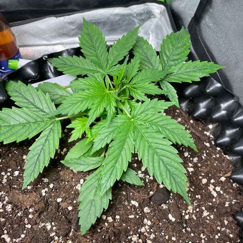 Ada growlog timeline photo
