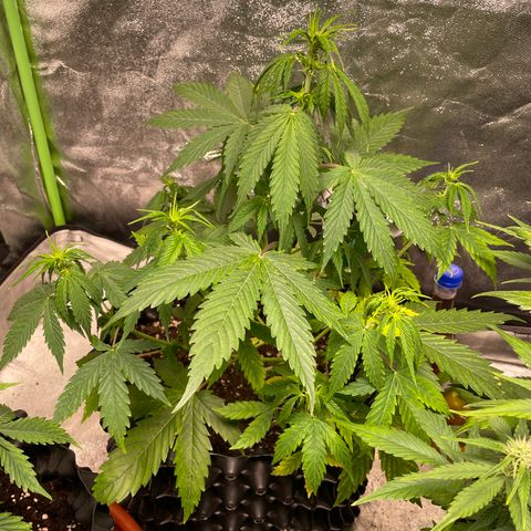 Ada growlog timeline photo