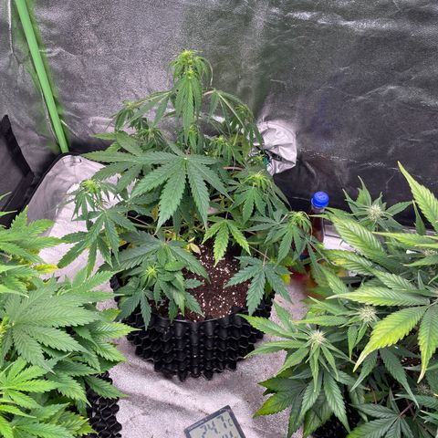 Ada growlog timeline photo