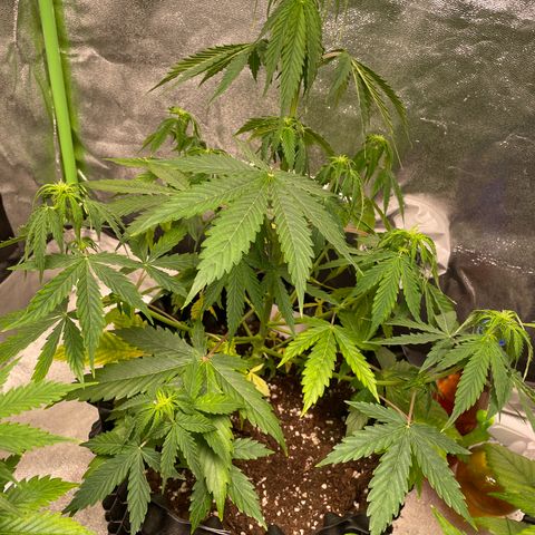 Ada growlog timeline photo