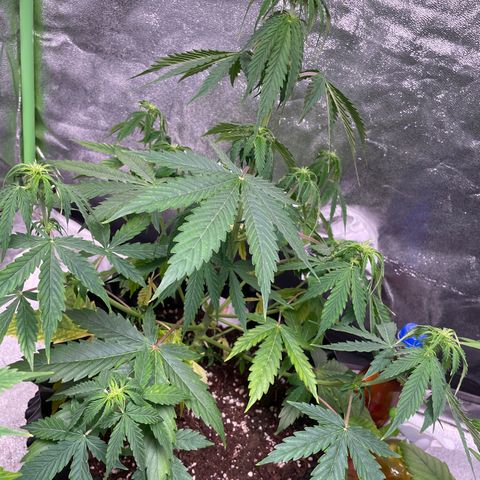Ada growlog timeline photo