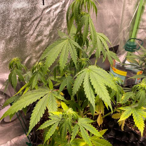 Ada growlog timeline photo