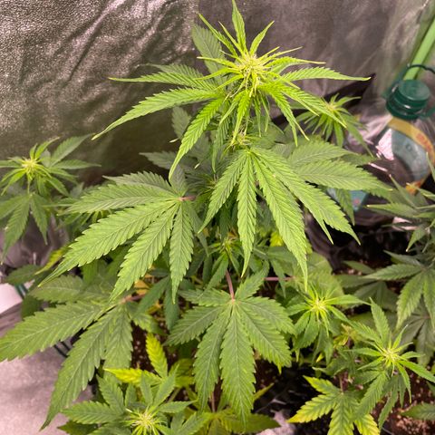 Ada growlog timeline photo