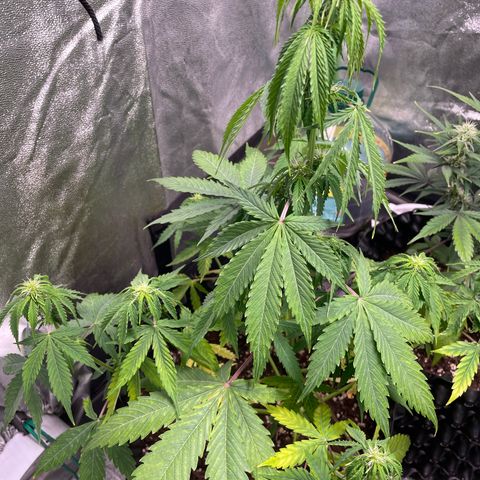 Ada growlog timeline photo