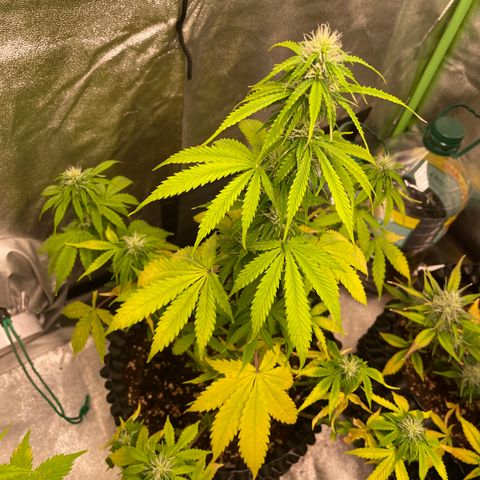 Ada growlog timeline photo
