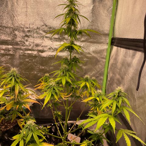 Ada growlog timeline photo