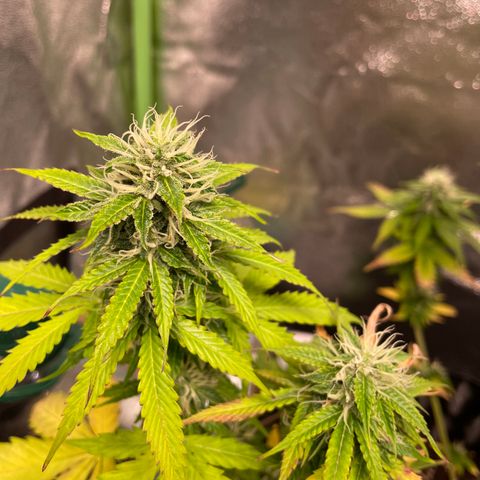 Ada growlog timeline photo