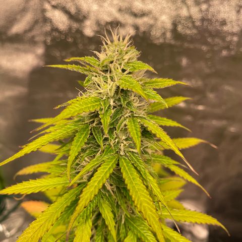 Ada growlog timeline photo