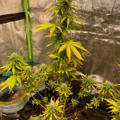 Ada growlog timeline photo