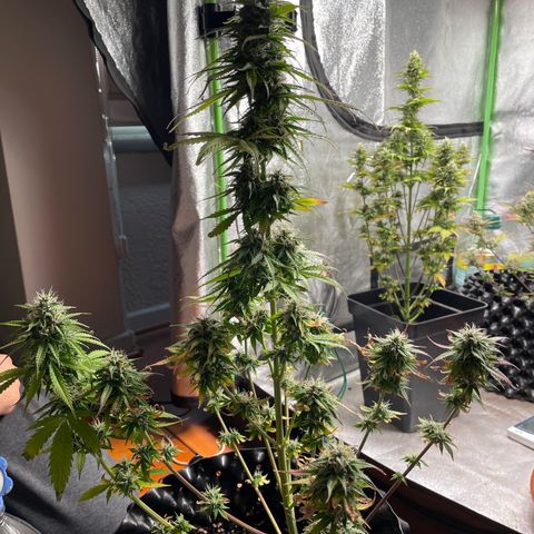 Ada growlog timeline photo