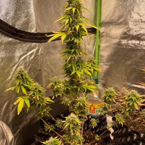Ada growlog timeline photo