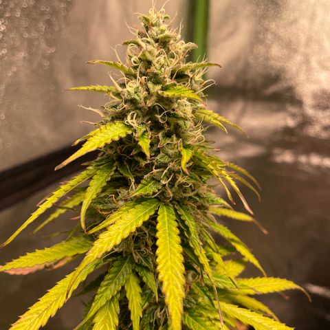 Ada growlog timeline photo