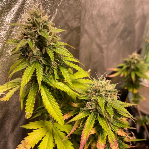 Ada growlog timeline photo