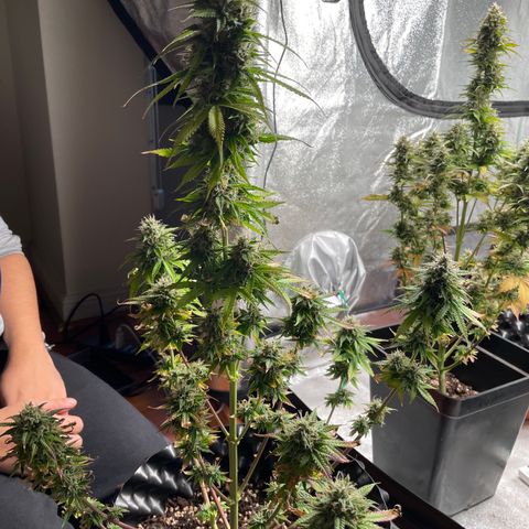 Ada growlog timeline photo
