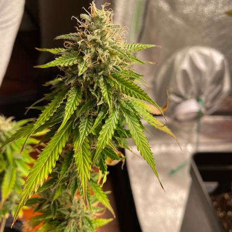 Ada growlog timeline photo