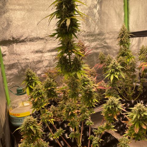 Ada growlog timeline photo