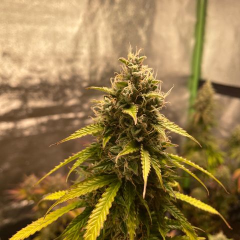 Ada growlog timeline photo