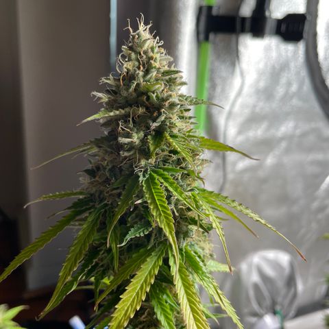 Ada growlog timeline photo