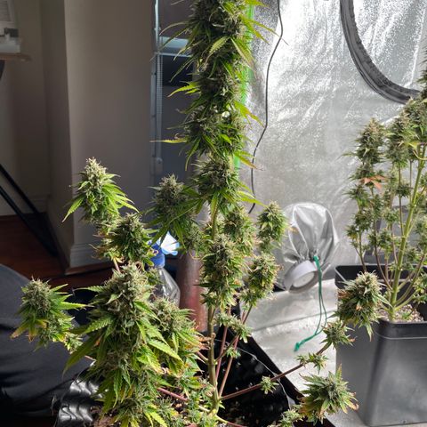 Ada growlog timeline photo