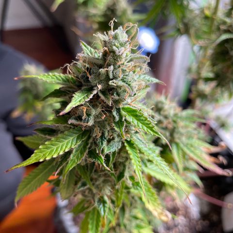 Ada growlog timeline photo