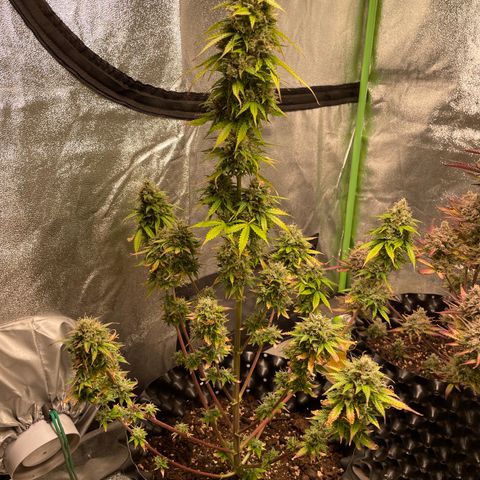 Ada growlog timeline photo