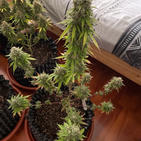 Ada growlog timeline photo