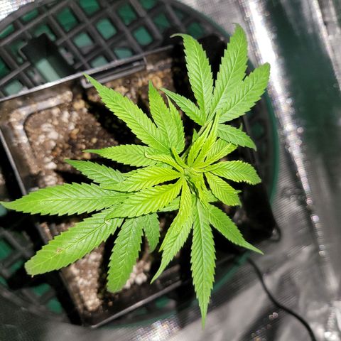 Unknown strain growlog timeline photo