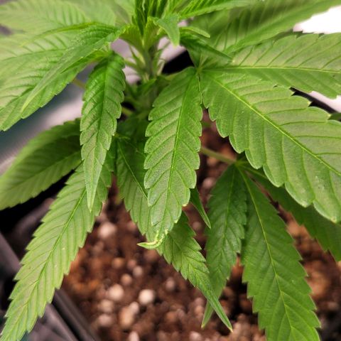 Unknown strain growlog timeline photo