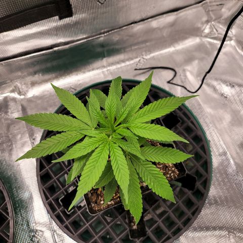 Unknown strain growlog timeline photo