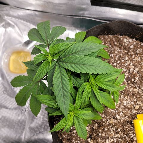 Unknown strain growlog timeline photo
