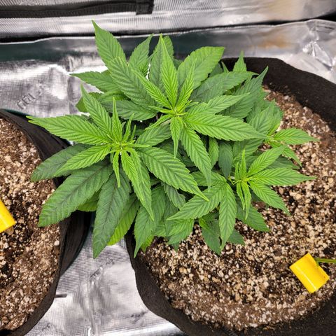 Unknown strain growlog timeline photo